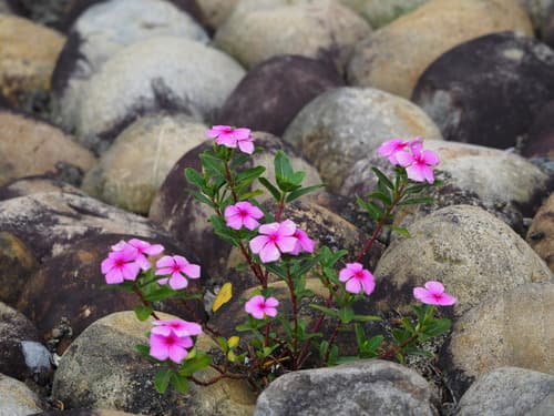 Madagascar Periwinkle (Catharanthus roseus)
