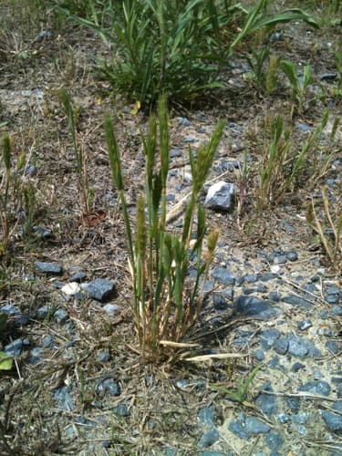 Little Barley (Hordeum pusillum)