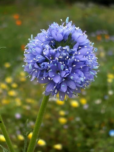 Blue Thimble-flower (Gilia capitata)
