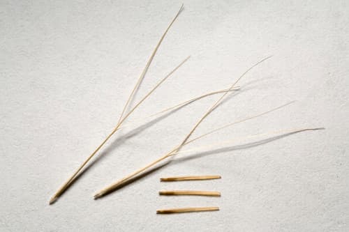 Annual-bristle Grass (Aristida adscensionis)