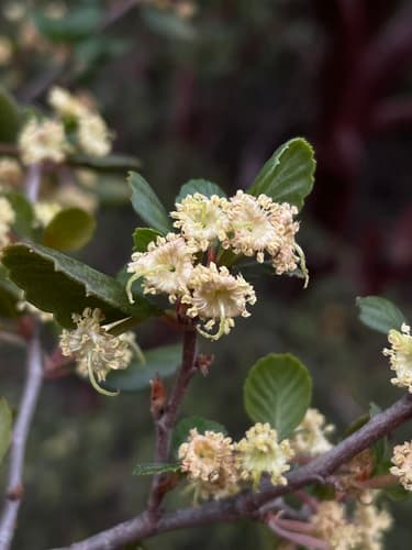 Mountain-mahogany (Cercocarpus minutiflorus)