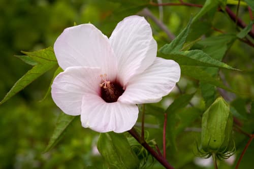 Scarlet Rose-mallow (Hibiscus laevis)