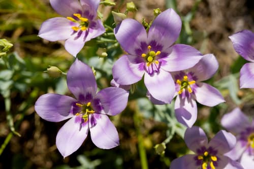Prairie-Gentian (Eustoma exaltatum)