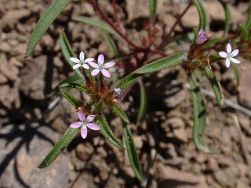 Staining Collomia (Collomia tinctoria)