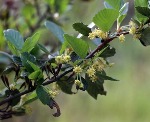 Birchleaf Mountain Mahogany (Cercocarpus betuloides)