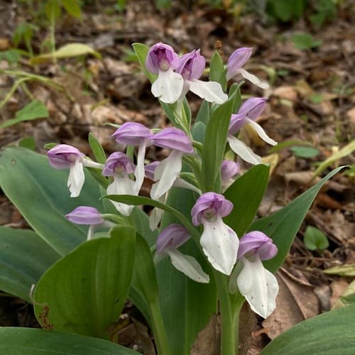 Showy Orchid (Orchis spectabilis)