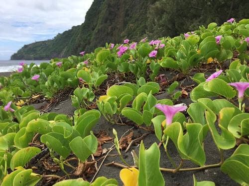 Railroad Vine (Ipomoea pes-caprae)