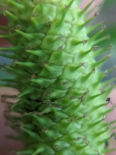 Cattail Sedge (Carex typhina)