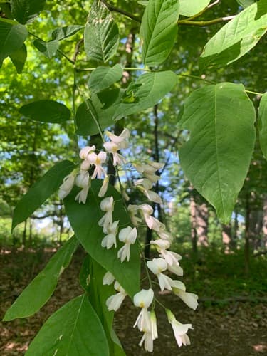 Kentucky yellowwood (Cladrastis kentukea)