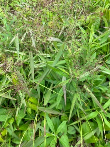 Small-fruited Witchgrass (Dichanthelium microcarpon)