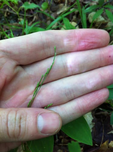 Nodding Fescue (Festuca subverticillata)