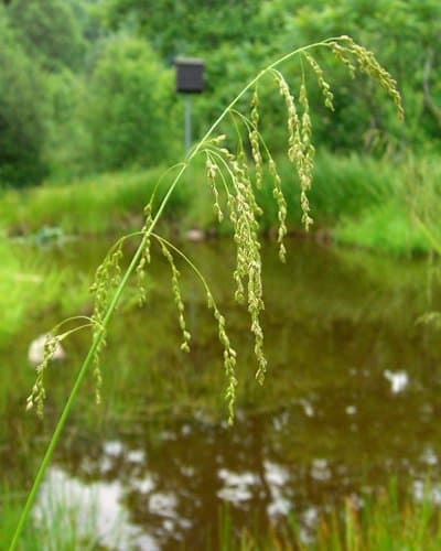 Fowl Manna Grass (Glyceria striata)