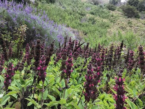 Hummingbird Sage (Salvia spathacea)