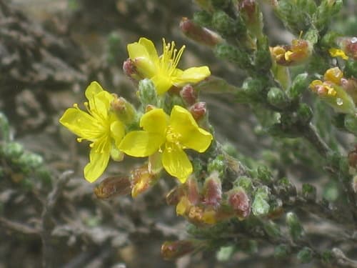 Beach-heath (Hudsonia tomentosa)