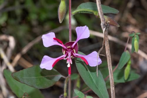 Clarkia (Clarkia unguiculata)