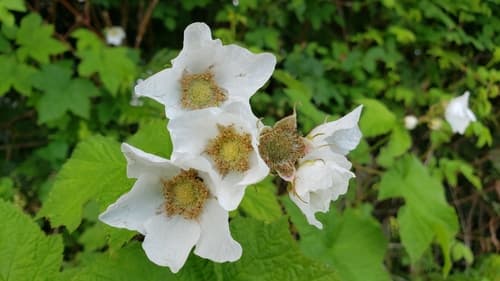 Thimbleberry (Rubus parviflorus)