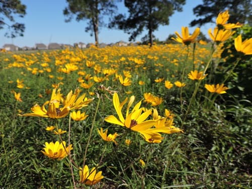 Swamp Sunflower (Helianthus angustifolius)