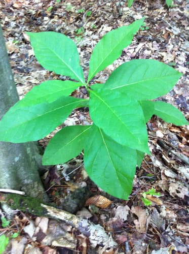 Four-leaf Milkweed (Asclepias quadrifolia)