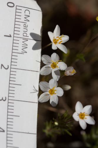 True Babystars (Linanthus bicolor)