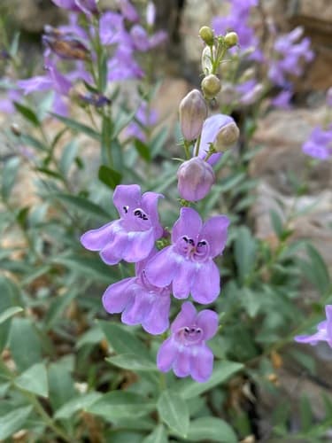 Broadleaf penstemon (Penstemon platyphyllus)
