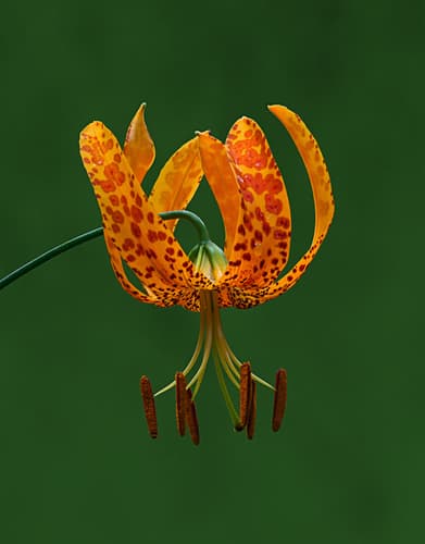 Humboldt Lily (Lilium humboldtii)