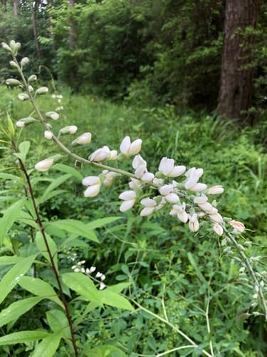 White Wild Indigo (Baptisia alba)