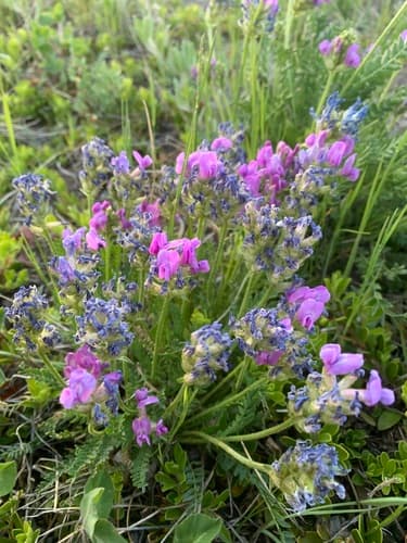 Boreal Locoweed (Oxytropis borealis)