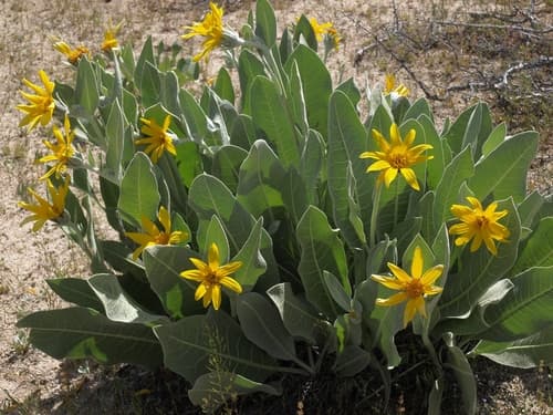 Woolly Mule-Ears (Wyethia mollis)