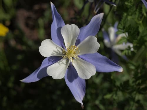 Colorado Blue Columbine (Aquilegia coerulea)
