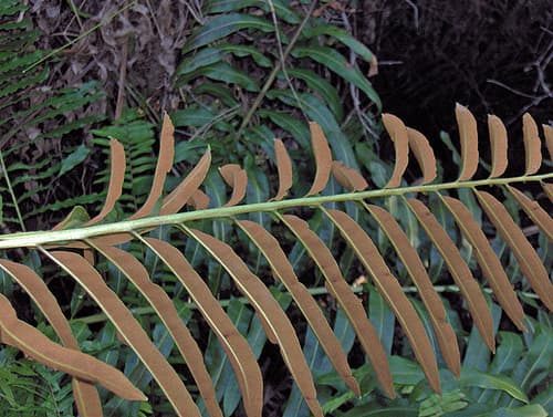 Inland Leatherfern (Acrostichum danaeifolium)
