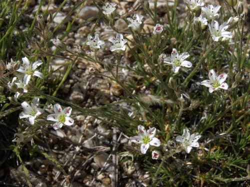 King's Sandwort (Eremogone kingii)