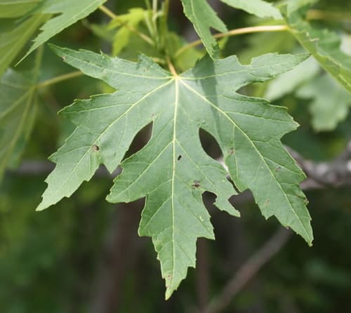 Soft Maple (Acer saccharinum)