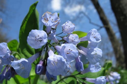 Roanoke-bells (Mertensia virginica)