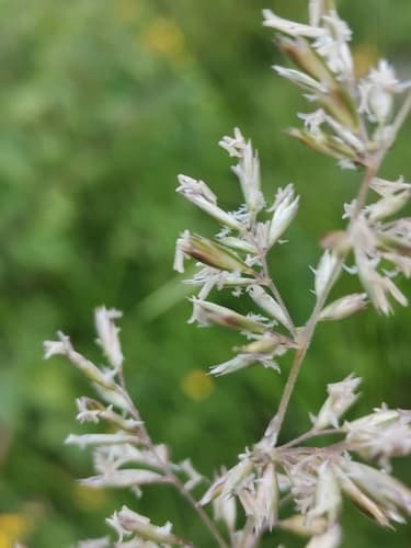 Crested Hairgrass (Koeleria pyramidata)