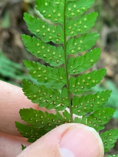Northern Buckler Fern (Dryopteris expansa)