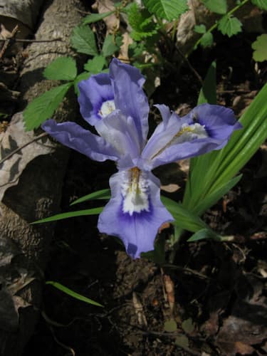 Crested Iris (Iris cristata)