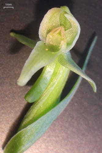 Great Lakes Rein Orchid (Platanthera huronensis)