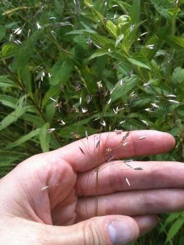 Wavy Hairgrass (Avenella flexuosa)