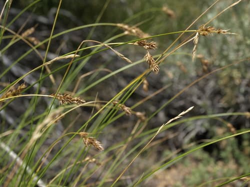 Western Sedge (Carex occidentalis)