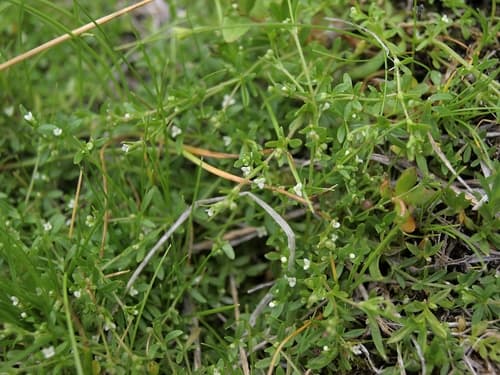 Small Bedstraw (Galium trifidum)