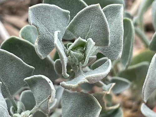 Hoary Goosefoot (Chenopodium incanum)