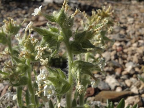 Rough-Seed Catseye (Cryptantha flavoculata)