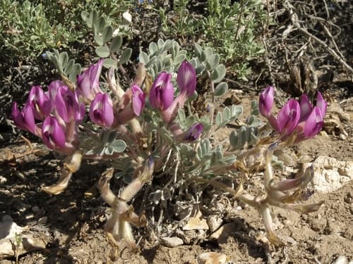 Newberry'S Milkvetch (Astragalus newberryi)