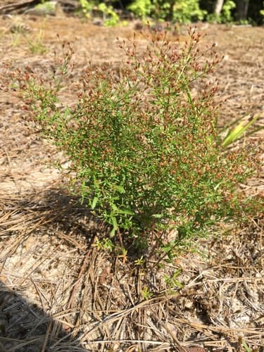 Illinois Pinweed (Lechea racemulosa)