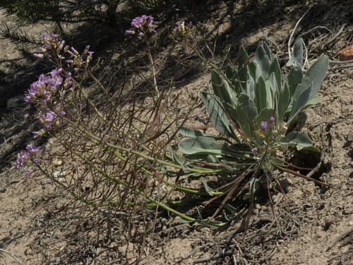 Wallflower Phoenicaulis (Phoenicaulis cheiranthoides)