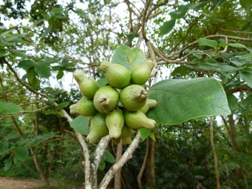 Largeleaf Geigertree (Cordia sebestena)