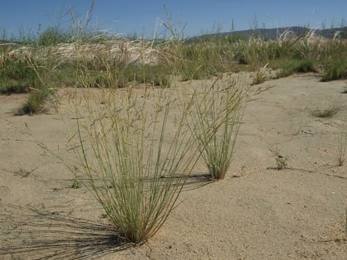 Nuttall Alkaligrass (Puccinellia nuttalliana)