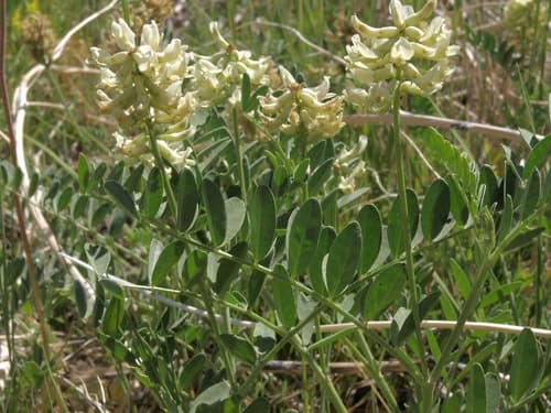 Canada Milk-vetch (Astragalus canadensis)