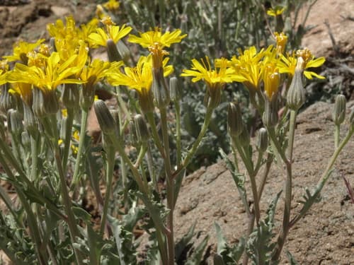 Gray Hawk's-beard (Crepis occidentalis)