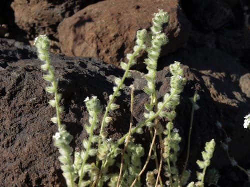 Bearded Cryptantha (Cryptantha barbigera)